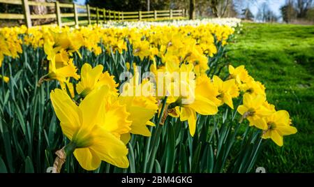 Les jonquilles massées sont un signe de bienvenue du printemps. Banque D'Images