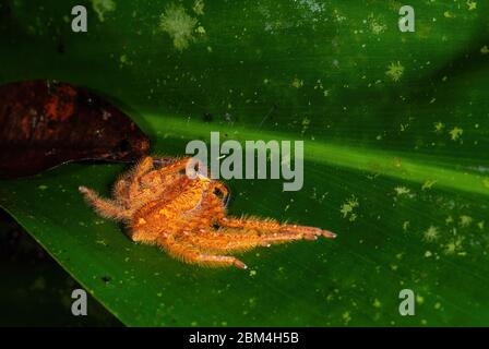 Araignée huntsman - Heteropoda davidbogie, belle araignée orange de grandes forêts et des terres boisées d'Asie du Sud-est, Mutiara Taman Negara, Malaisie. Banque D'Images