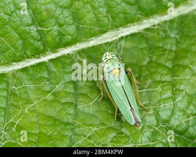 Graphocephala atropunctata (syn. Hordnia atropunctata) - sharpshooter bleu-vert Banque D'Images