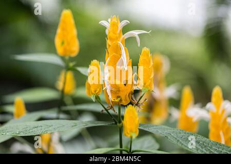 Gros plan / Macro de pachystachys lutea. Communément appelé plante de Lollipop et plante de crevettes dorées. Fleurs blanches émergeant de bractées jaunes. Banque D'Images