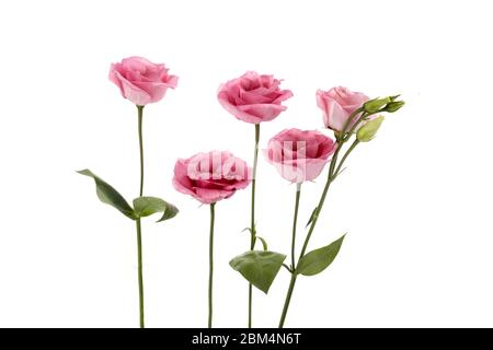 Belles fleurs d'eustoma roses isolées sur fond blanc. Printemps ou été. Banque D'Images