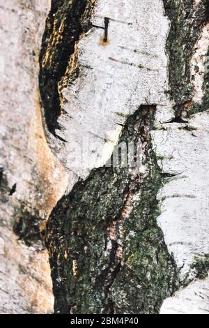 Gros plan de l'écorce de bouleau noir et blanc. Texture typique de bouleau. Photo horizontale du tronc en bois. Mise au point sélective partiellement floue. Photo verticale. Banque D'Images