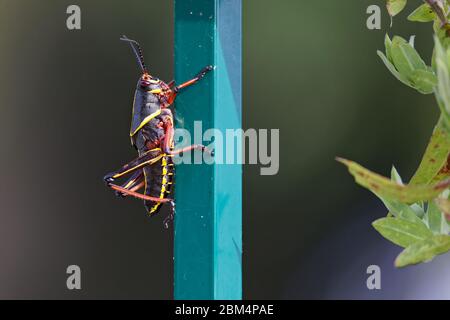 Un jeune cabas de lubber de l'est (Romalea microptera) est suspendu sur une clôture en métal vert en Floride. En raison de sa grande taille, il est largement utilisé dans Banque D'Images