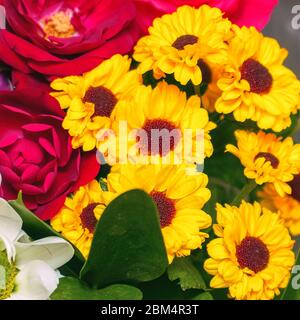 Un beau bouquet de chrysanthèmes jaunes et de roses rouges. Arrière-plan des fleurs Banque D'Images