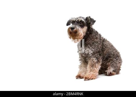 Beau chien miniature schnauzer se trouve sur fond blanc Banque D'Images