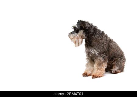 Beau chien miniature schnauzer se trouve sur fond blanc Banque D'Images
