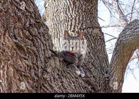 Gros plan portrait d'un joli chat domestique à rayures grises, tabby, assis sur un membre d'arbre mûr Banque D'Images
