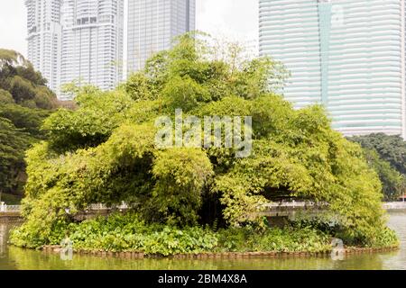 Goose Island Lake Gardens ou Perdana Botanical Garden, Malaisie. Banque D'Images