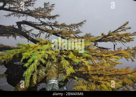 Le pin dans le brouillard sur Fujiyama, Japon Banque D'Images