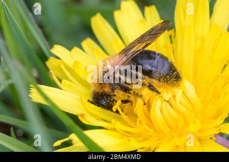 Glänzende Sandbiene, Glänzende Düstersandbiene, Glänzende Düster-Sandbiene, Flaum-Sandbiene, Flaumsandbiene, Weißflaum-Sandbiene, Sandbiene, Weibchen, Banque D'Images