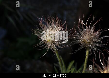 Fleur de Pasque avec des gouttes de rosée après la floraison pulsatilla pratensis Banque D'Images