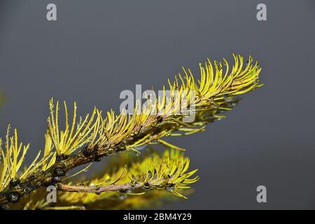 Le pin dans le brouillard sur Fujiyama, Japon Banque D'Images