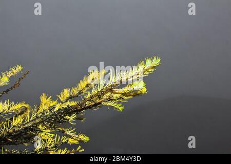 Le pin dans le brouillard sur Fujiyama, Japon Banque D'Images