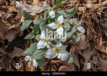 Vue rapprochée de magnifiques fleurs sauvages trillium enneigées blanches, qui fleurit dans leur cadre boisé au printemps Banque D'Images