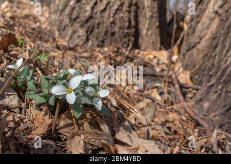 Vue rapprochée de magnifiques fleurs sauvages trillium enneigées blanches, qui fleurit dans leur cadre boisé au printemps Banque D'Images