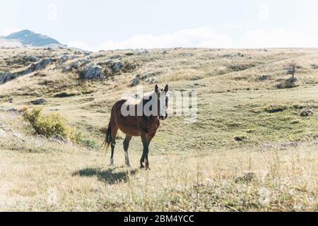 Un étalon ou un cheval marche sur un terrain ou un terrain vallonné. Banque D'Images