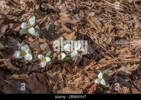 Vue rapprochée de magnifiques fleurs sauvages trillium enneigées blanches, qui fleurit dans leur cadre boisé au printemps Banque D'Images