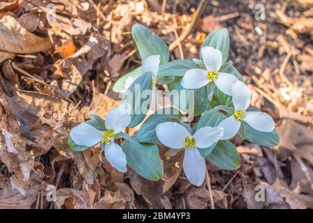 Vue rapprochée de magnifiques fleurs sauvages trillium enneigées blanches, qui fleurit dans leur cadre boisé au printemps Banque D'Images