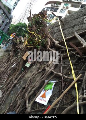 Hong Kong, Chine : 11 août 2015. Les Banyan Trees, sur Bonham Road Midlevels West, sont détruits par des employés du conseil. Plutôt que de prendre soin de élaguer les arbres Banque D'Images