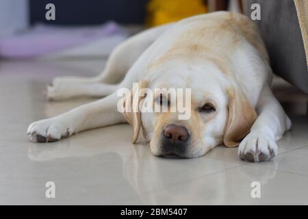 Labrador retriever adorable, posé et dormant isolé sur fond blanc Banque D'Images