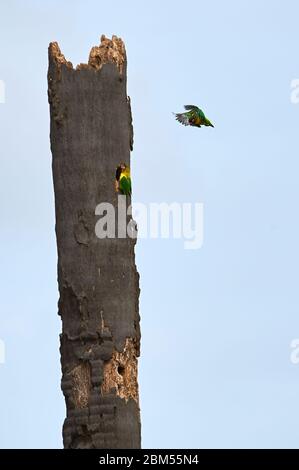 Lovebirds à col jaune se reproduisant dans un vieux palmier brisé Banque D'Images