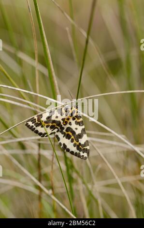 Magpie Moth Banque D'Images