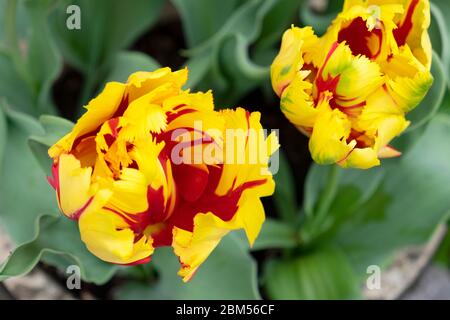 Vue rapprochée de la tulipe rouge et jaune du perroquet Texas vue de la flamme d'en haut croissant dans le jardin au printemps avril 2020 pays de Galles Royaume-Uni. KATHY DEWITT Banque D'Images