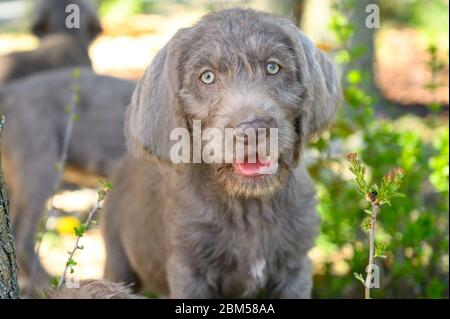 Chiot à poil gris dans le jardin. Le chiot est de la race : le pointeur slovaque à poil dur ou le Griffon slovaque à poil dur Banque D'Images