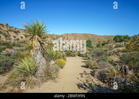 randonnée pédestre sur le sentier de l'oasis lost palms dans le parc national de joshua tree, californie aux états-unis Banque D'Images