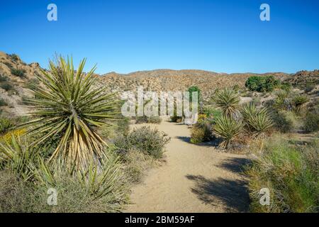 randonnée pédestre sur le sentier de l'oasis lost palms dans le parc national de joshua tree, californie aux états-unis Banque D'Images