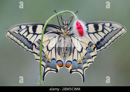 Le côté sombre de la queue de cygne de l'ancien monde (Papilio machaon) Banque D'Images