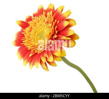 Belle Gerbera (Daisy) de couleur jaune et rouge, isolée sur fond blanc. Allemagne Banque D'Images