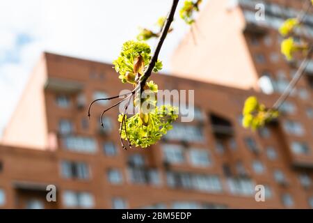 spring in city - vue de bas des fleurs d'érable de près et de la tour de maison d'appartement sur le fond (se concentrer sur les fleurs sur la branche sur le foregroun Banque D'Images