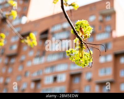 spring in city - vue de fond sur la branche fleurie de l'érable de près et de la maison d'appartement de haute élévation sur le fond (se concentrer sur les fleurs en premier plan Banque D'Images