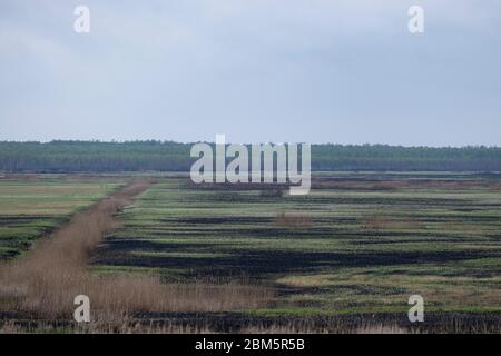 Parc national de Biebrza, Pologne 6 mai 2020. Destruction après l'incendie du parc national de Biebrza en Pologne. Crédit: Slawomir Kowalewski/Alay Live News Banque D'Images