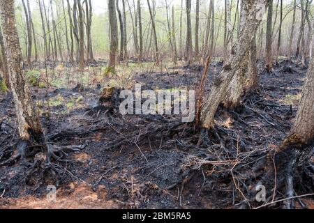 Parc national de Biebrza, Pologne 6 mai 2020. Destruction après l'incendie du parc national de Biebrza en Pologne. Crédit: Slawomir Kowalewski/Alay Live News Banque D'Images