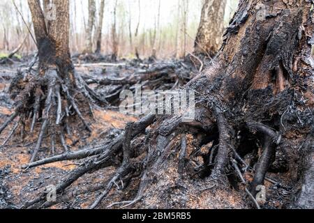 Parc national de Biebrza, Pologne 6 mai 2020. Destruction après l'incendie du parc national de Biebrza en Pologne. Crédit: Slawomir Kowalewski/Alay Live News Banque D'Images