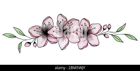 fleurs sakura dessinées à la main décoration à l'encre et au crayon, élégantes fleurs de cerisier isolées sur blanc, arrangement floral sakura Banque D'Images