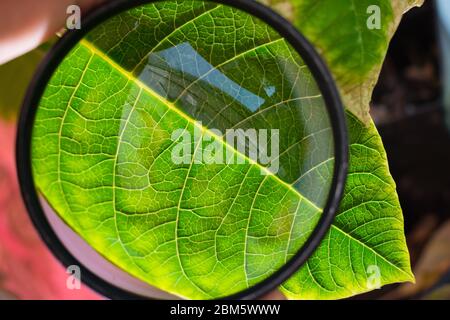 Entretien des plantes d'intérieur. Examen d'une feuille de plante sous une loupe pour détecter les parasites ou les dommages Banque D'Images