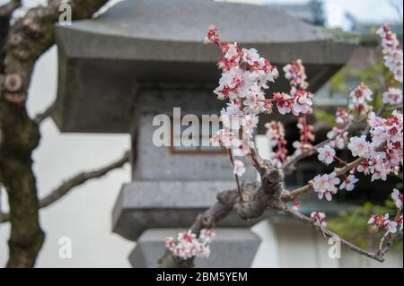 Vue rapprochée de Cherry Blossom devant la lanterne japonaise en pierre décorative Banque D'Images