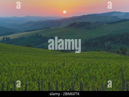 Vignobles au crépuscule près de Pieve di Panzano dans la région du Chianti, Toscane, Italie. Banque D'Images