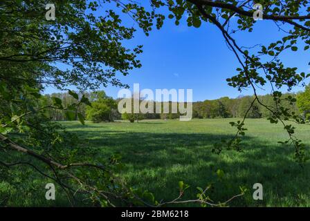 Langenherbau, Allemagne. 06e mai 2020. Un pré dans la zone européenne protégée Höllberge au sud de Luckau. La zone de la FFH de la Höllberge est une zone européenne spéciale protégée en matière de conservation de la nature et du paysage, désignée conformément à la directive faune-flore-habitat. Credit: Patrick Pleul/dpa-Zentralbild/ZB/dpa/Alay Live News Banque D'Images