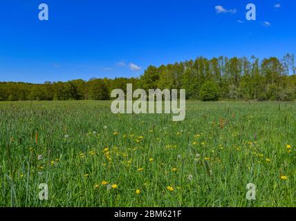 Langenherbau, Allemagne. 06e mai 2020. Un pré dans la zone européenne protégée Höllberge au sud de Luckau. La zone de la FFH de la Höllberge est une zone européenne spéciale protégée en matière de conservation de la nature et du paysage, désignée conformément à la directive faune-flore-habitat. Credit: Patrick Pleul/dpa-Zentralbild/ZB/dpa/Alay Live News Banque D'Images