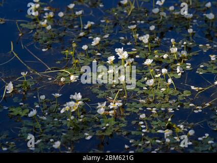 Langenherbau, Allemagne. 06e mai 2020. Le butterbutter commun (Ranunculus aquatilis) est une espèce de plante aquatique de la famille des butterbutter. Credit: Patrick Pleul/dpa-Zentralbild/ZB/dpa/Alay Live News Banque D'Images