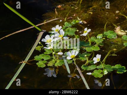 Langenherbau, Allemagne. 06e mai 2020. Le butterbutter commun (Ranunculus aquatilis) est une espèce de plante aquatique de la famille des butterbutter. Credit: Patrick Pleul/dpa-Zentralbild/ZB/dpa/Alay Live News Banque D'Images