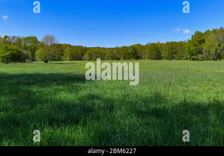 Langenherbau, Allemagne. 06e mai 2020. Un pré dans la zone européenne protégée Höllberge au sud de Luckau. La zone de la FFH de la Höllberge est une zone européenne spéciale protégée en matière de conservation de la nature et du paysage, désignée conformément à la directive faune-flore-habitat. Credit: Patrick Pleul/dpa-Zentralbild/ZB/dpa/Alay Live News Banque D'Images