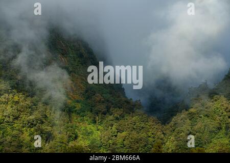 Forêt épaisse dans les sons douteux, Parc national des Fiordlands, Nouvelle-Zélande Banque D'Images