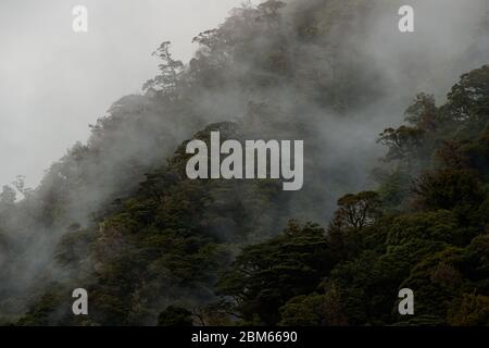 Forêt épaisse dans les sons douteux, Parc national des Fiordlands, Nouvelle-Zélande Banque D'Images
