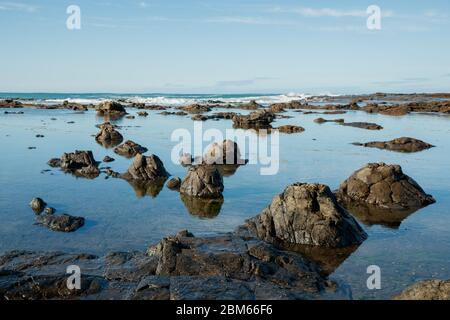 Arbres pétrifiés âgés de 180 millions d'années à Curio Bay, Otara, Nouvelle-Zélande Banque D'Images