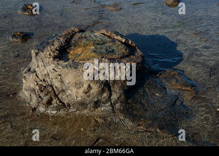 Arbres pétrifiés âgés de 180 millions d'années à Curio Bay, Otara, Nouvelle-Zélande Banque D'Images